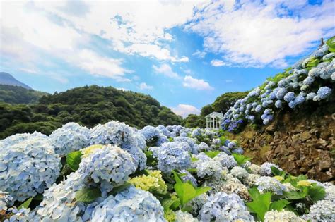 繡花球|【2024陽明山繡球花】滿開！竹子湖繡球花季最新花。